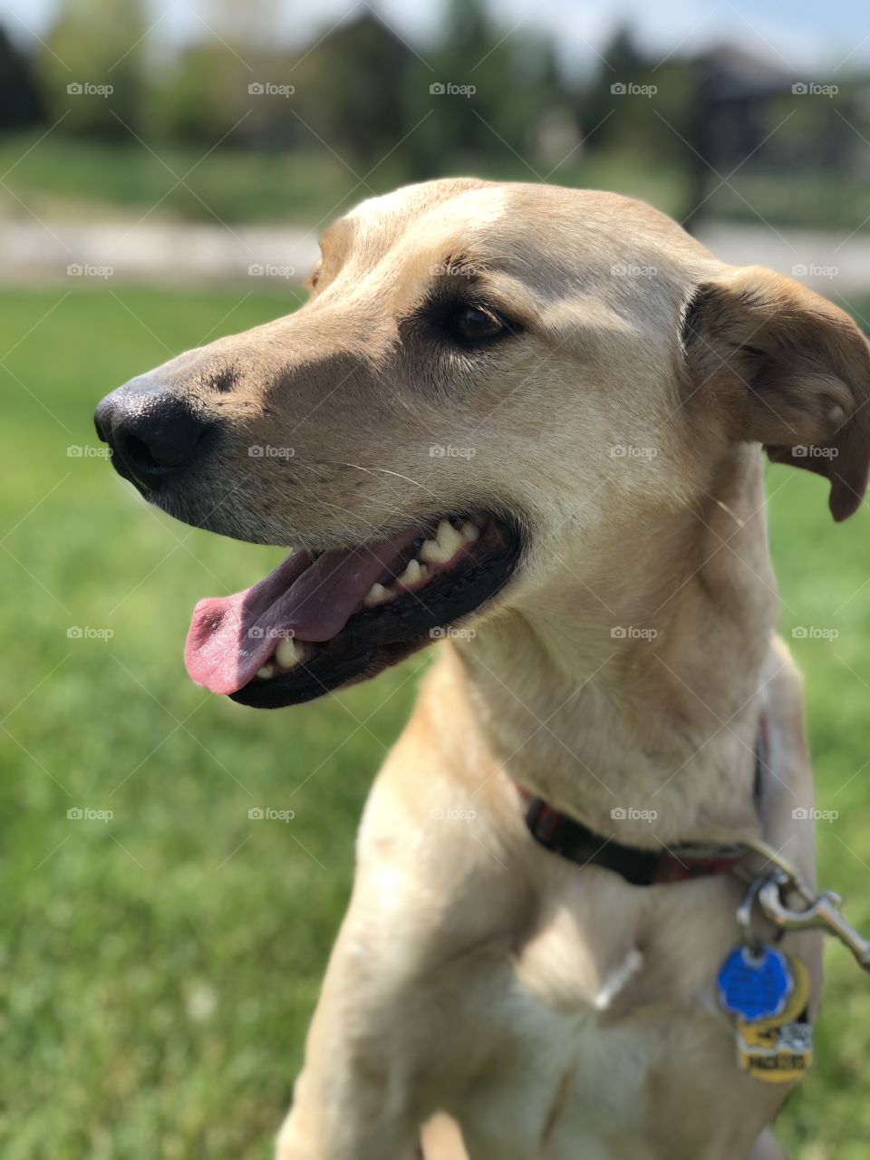 Lab mix and rescued shelter dog, Luke, enjoys a sunny day in Colorado. His nickname is Corn Dog.