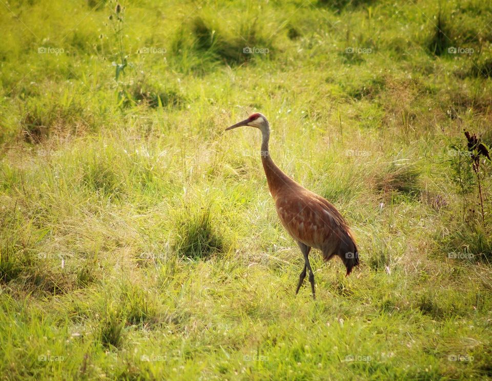 a sandhill crane