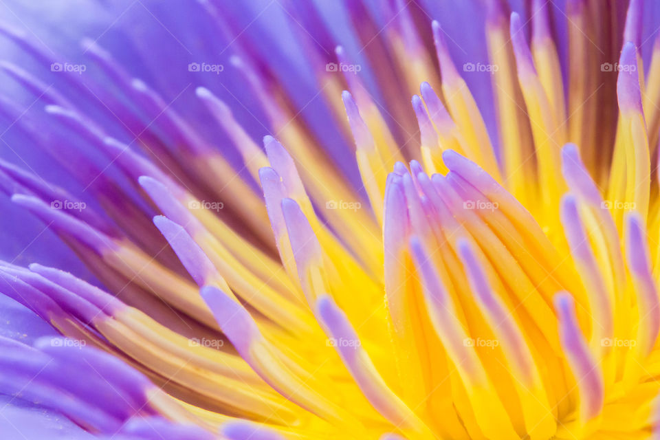 macro lotus pollen