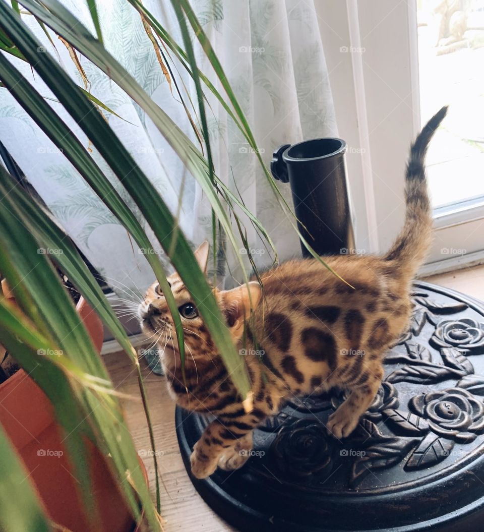 Bengal Markings Kit Princess colour portrait 