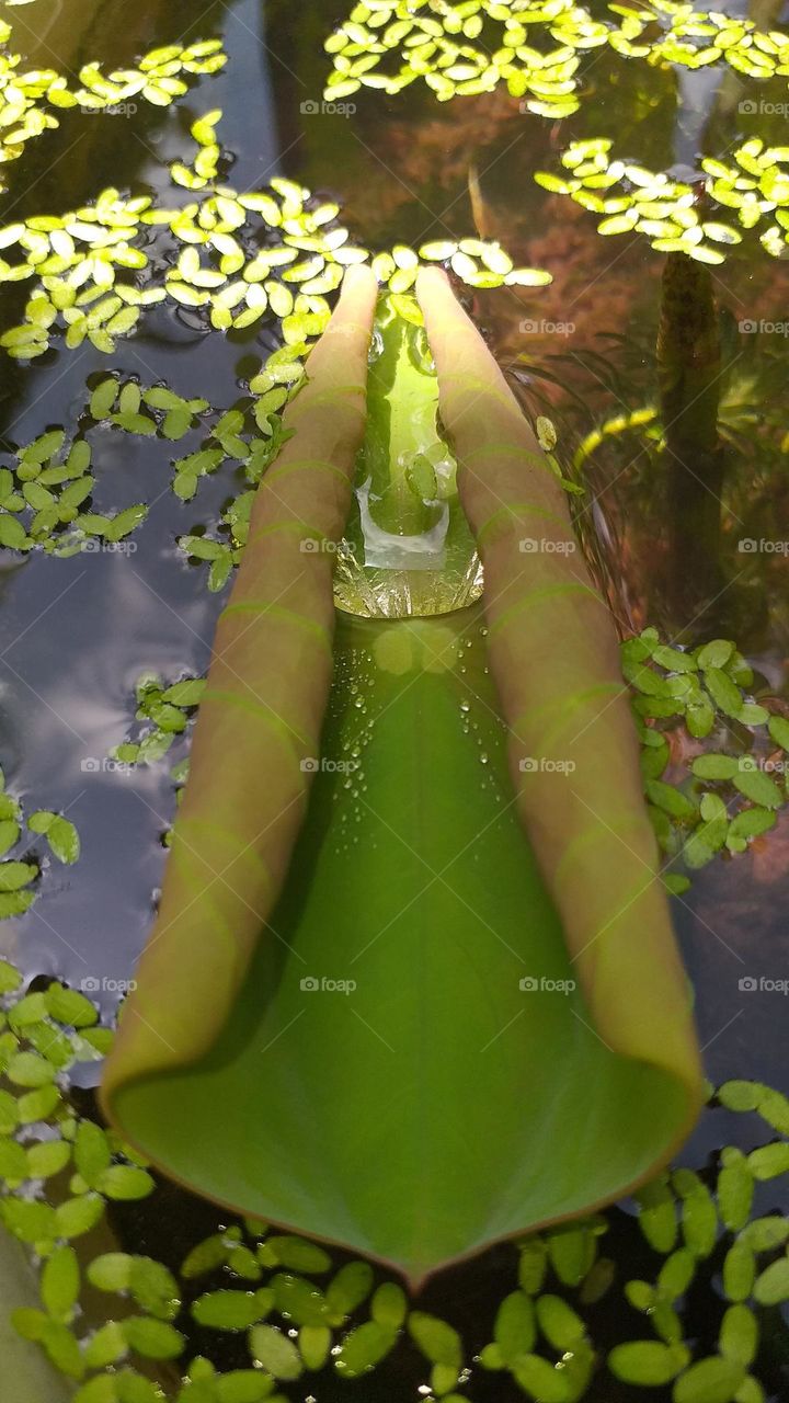 leaf with water