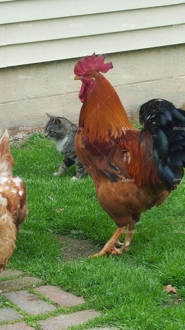 Kitt and chickens