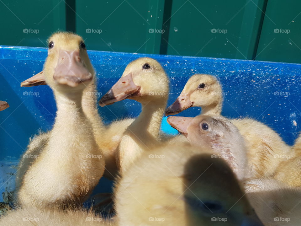 Ducklings intrigued by the camera