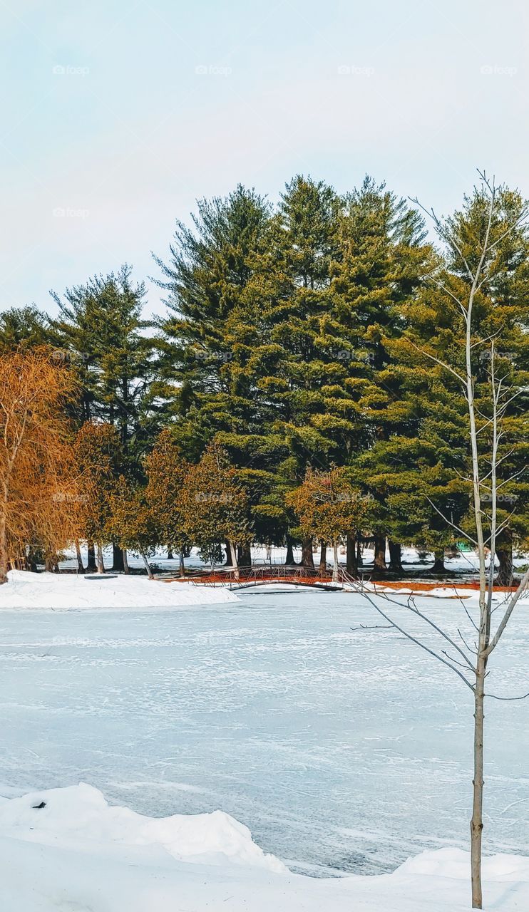 Frozen Pond!