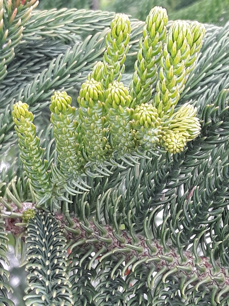 Pine closeup