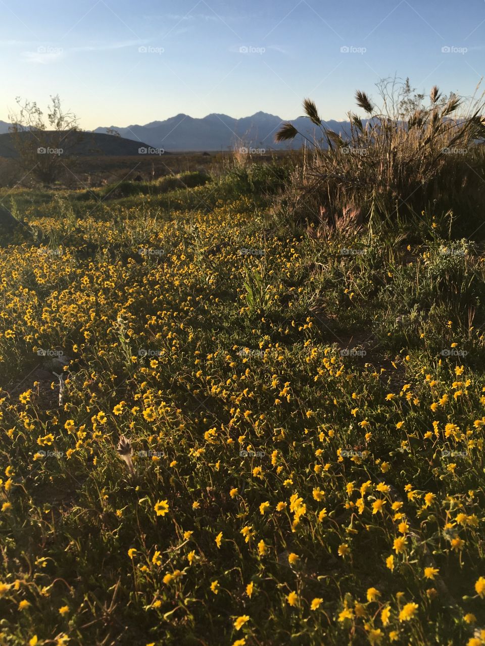 MojAve Desert - spring flowers 