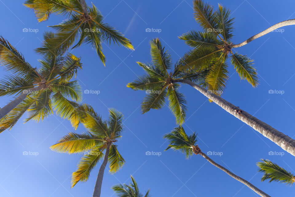 Tropical paradise. Palm trees against the blue sky.