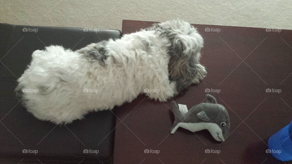 Dog relaxing on a coffee table