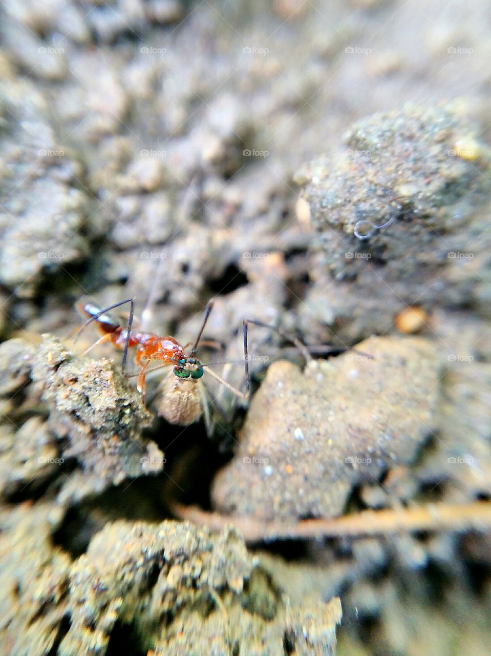 mosquito , ant