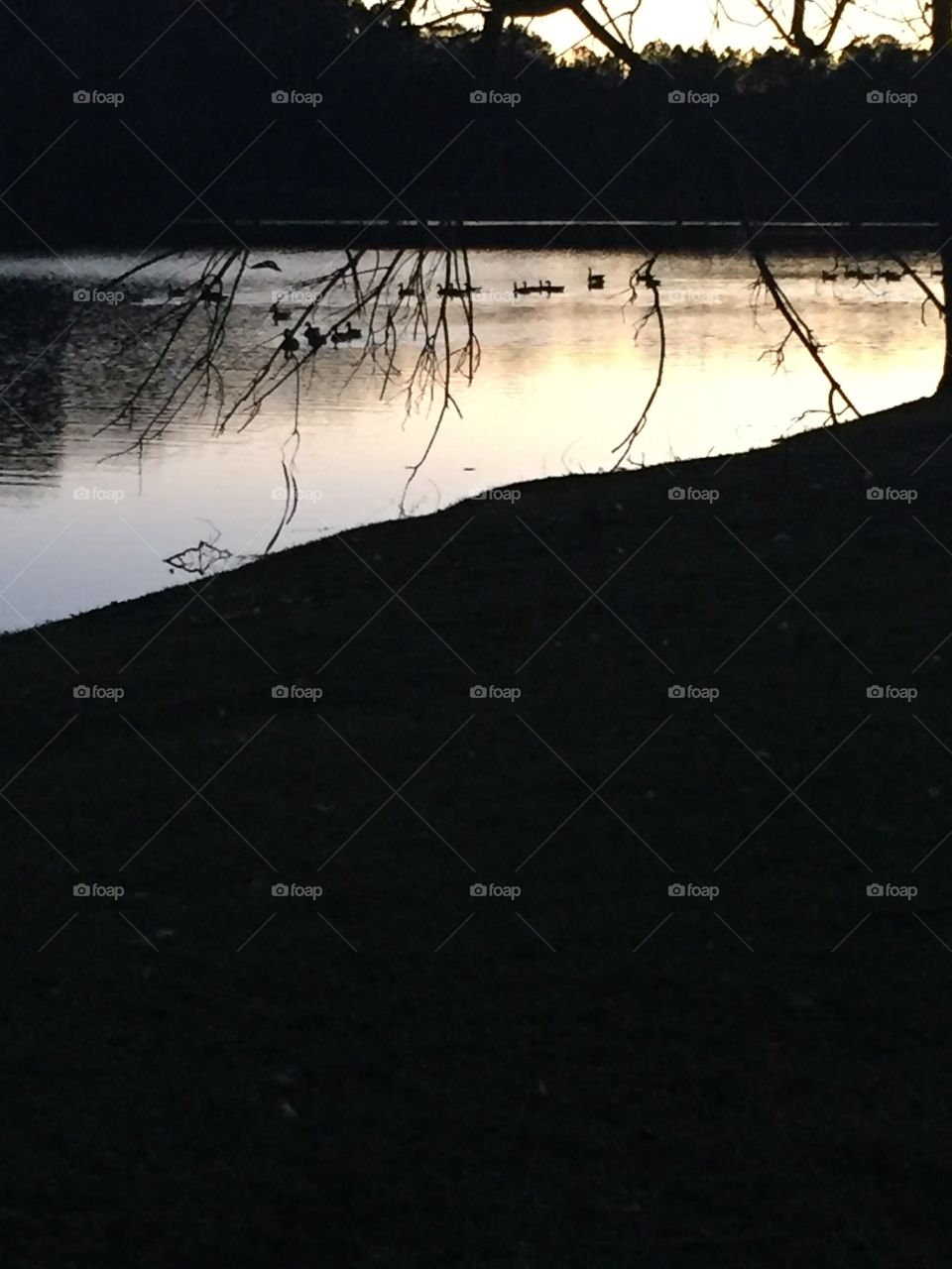 Geese at sundown