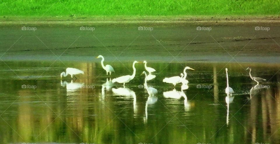 Multiple white egrets in a reflecting pond.