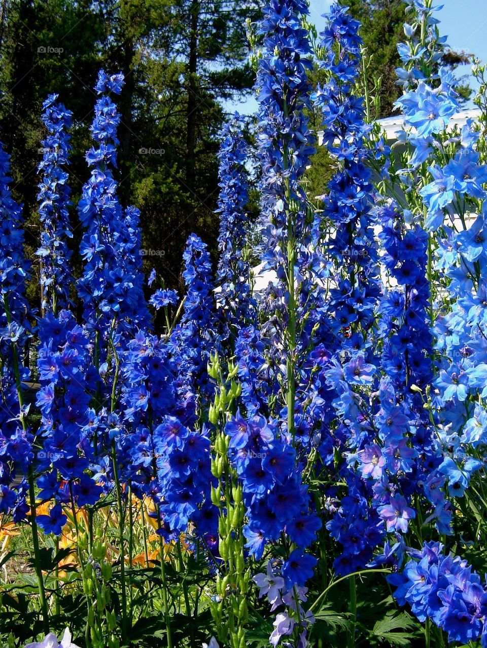 blue flowers group1 by refocusphoto