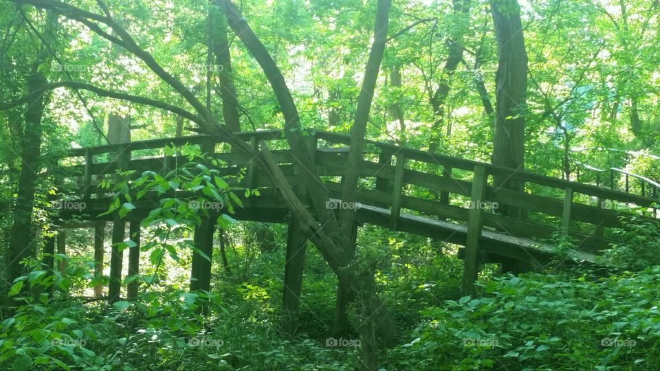 arched wooden footbridge in dense green forest