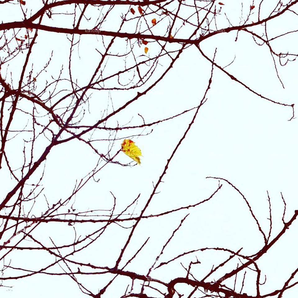 Last leaf hanging