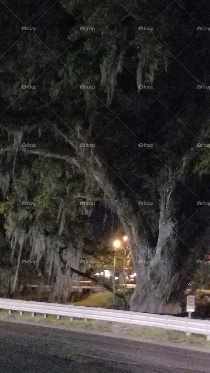 giant bearded tree in Louisiana  swamp land