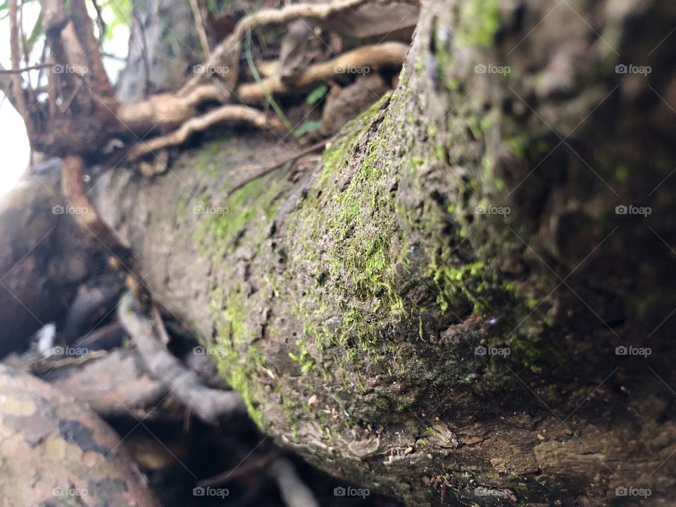 Moss on tree roots