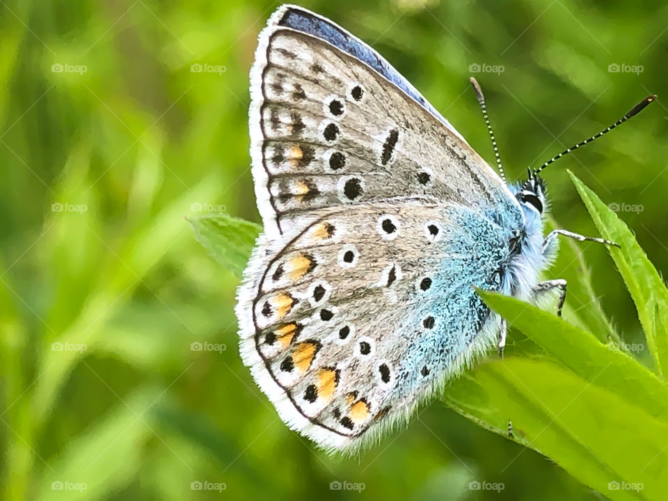 Little wild Butterfly 