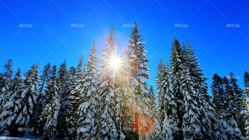 winter _forest _snow_light_landscape