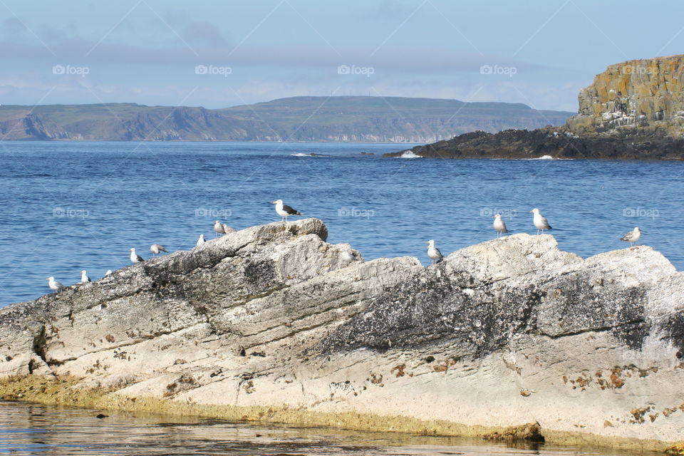 Seagulls sunbathing at Ballintoy, Northern Ireland