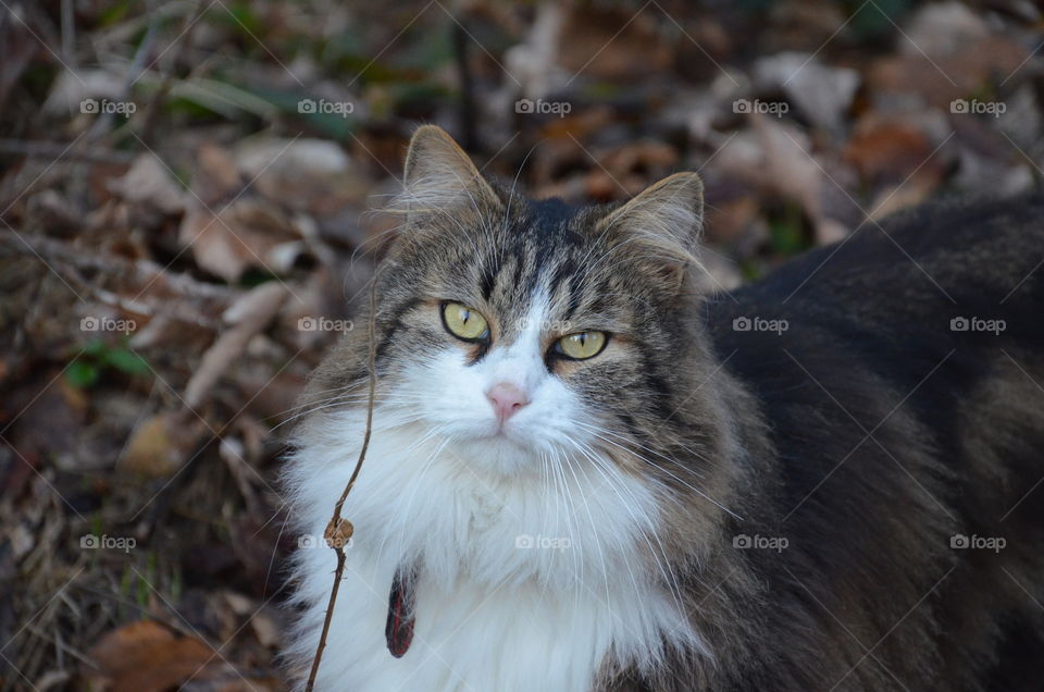 cat looking my camera with the beautiful green eyes