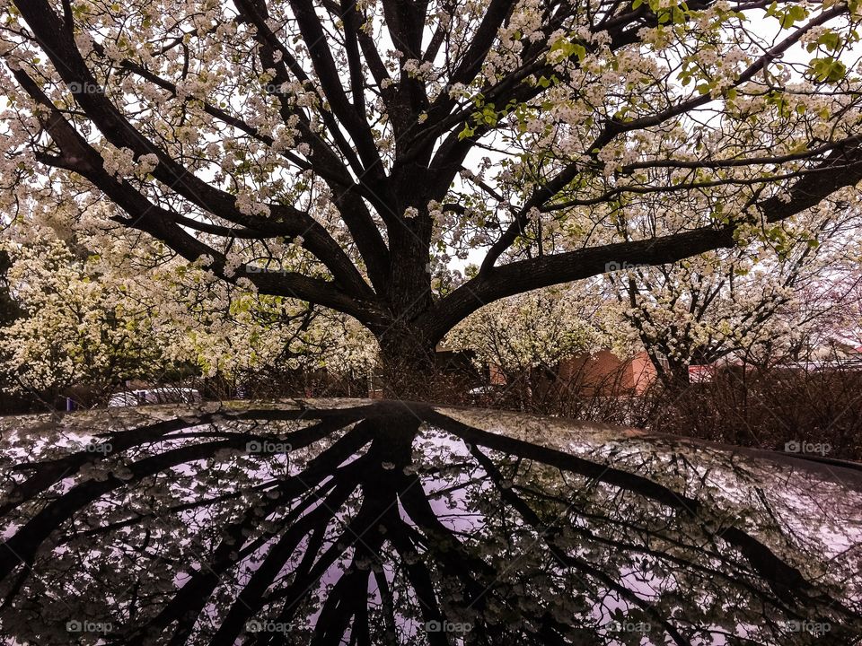 Cherry blossom tree reflection 
