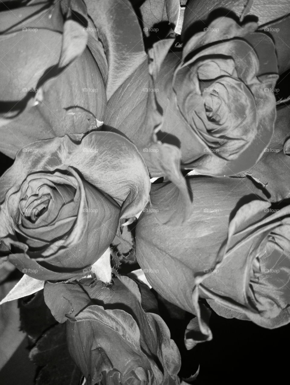 black and white closeup of beautiful open red roses