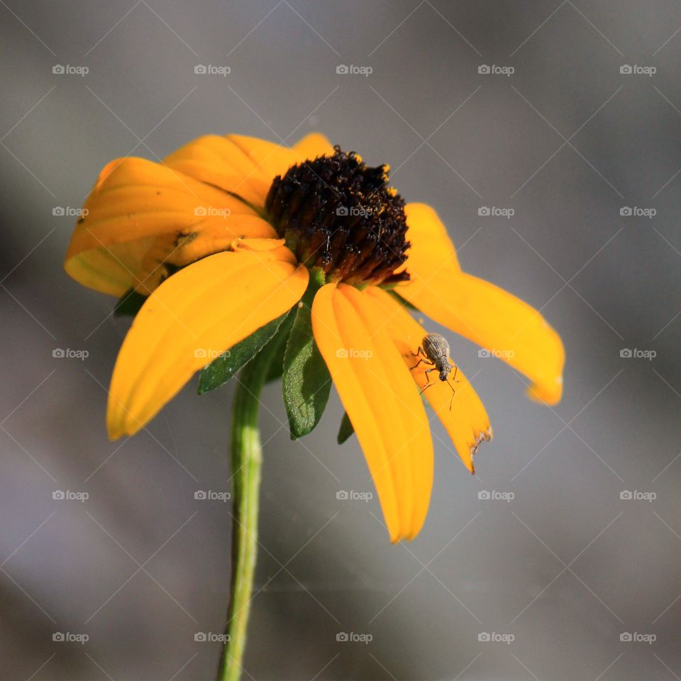 Close-up of single flower