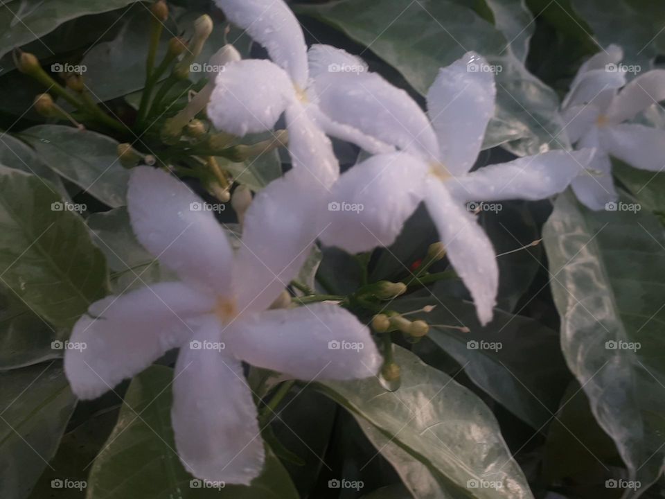 the latest type of jasmine flower