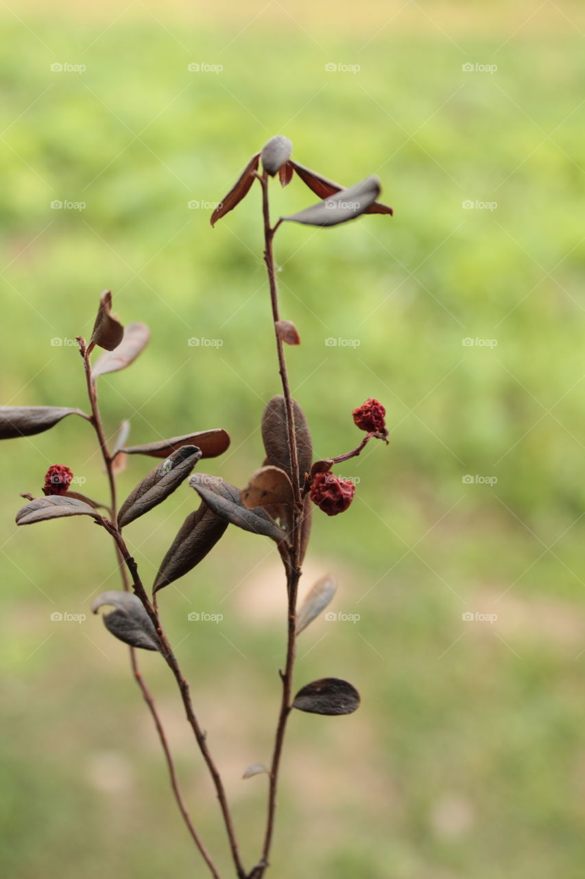 Lingonberries, strawberries, berries, fresh berries, a carpet of berries, dried berries, a branch, on a bush,