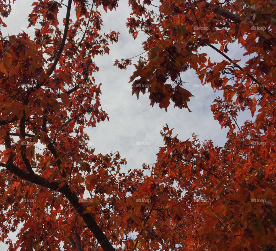 Contrasty sky viewed through an opening in the fall foliage of a tree. 