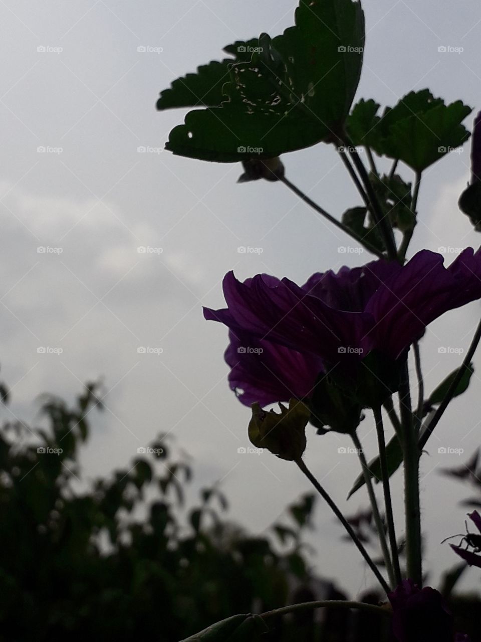 Lavatera and sky