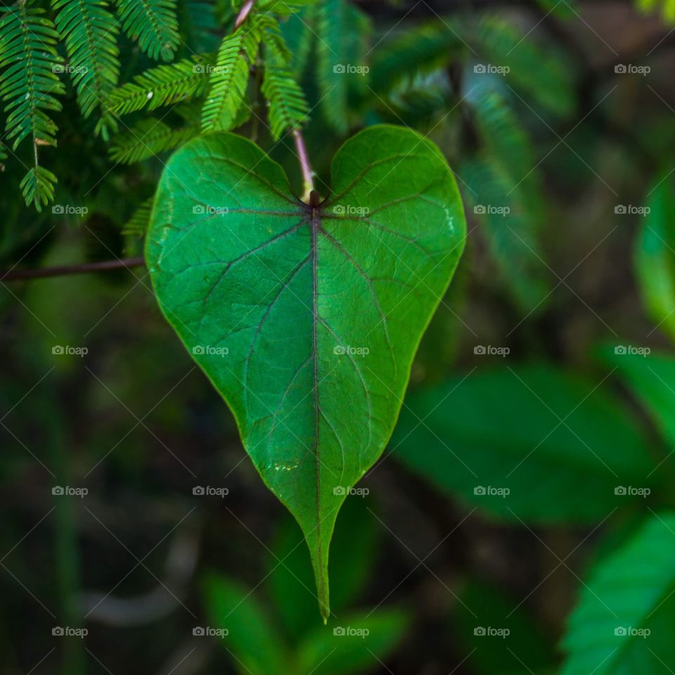heart green