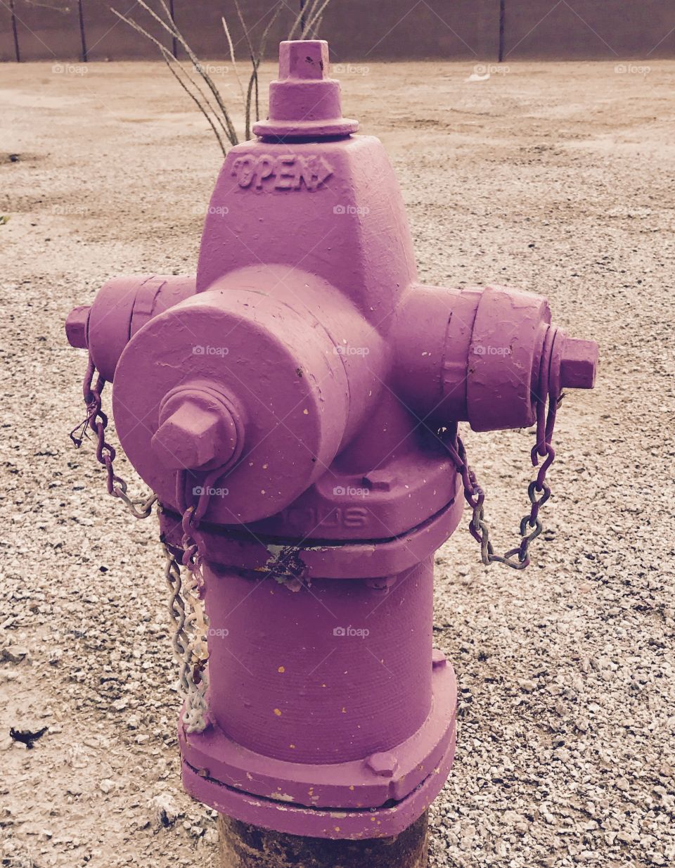 Purple Fire Hydrant 