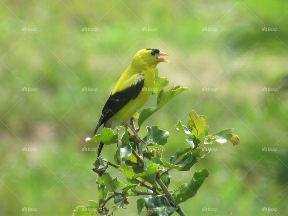 Male Goldfinch