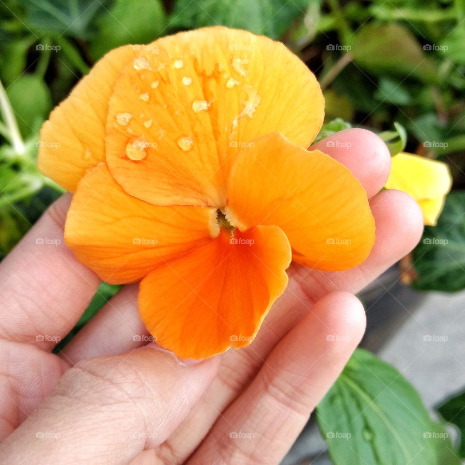 Morning flower