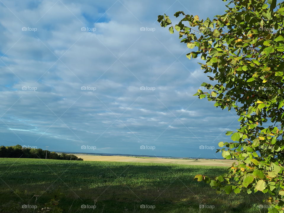 Landscape, No Person, Nature, Outdoors, Tree