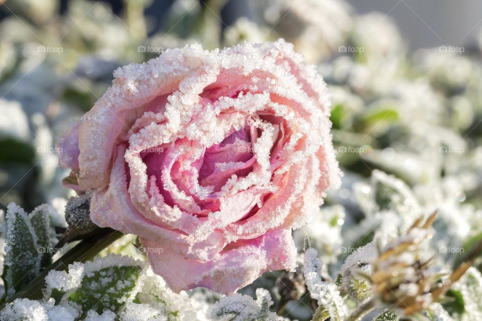 Frozen pink rose flower in the garden covered with frost on a cold sunny winter day 