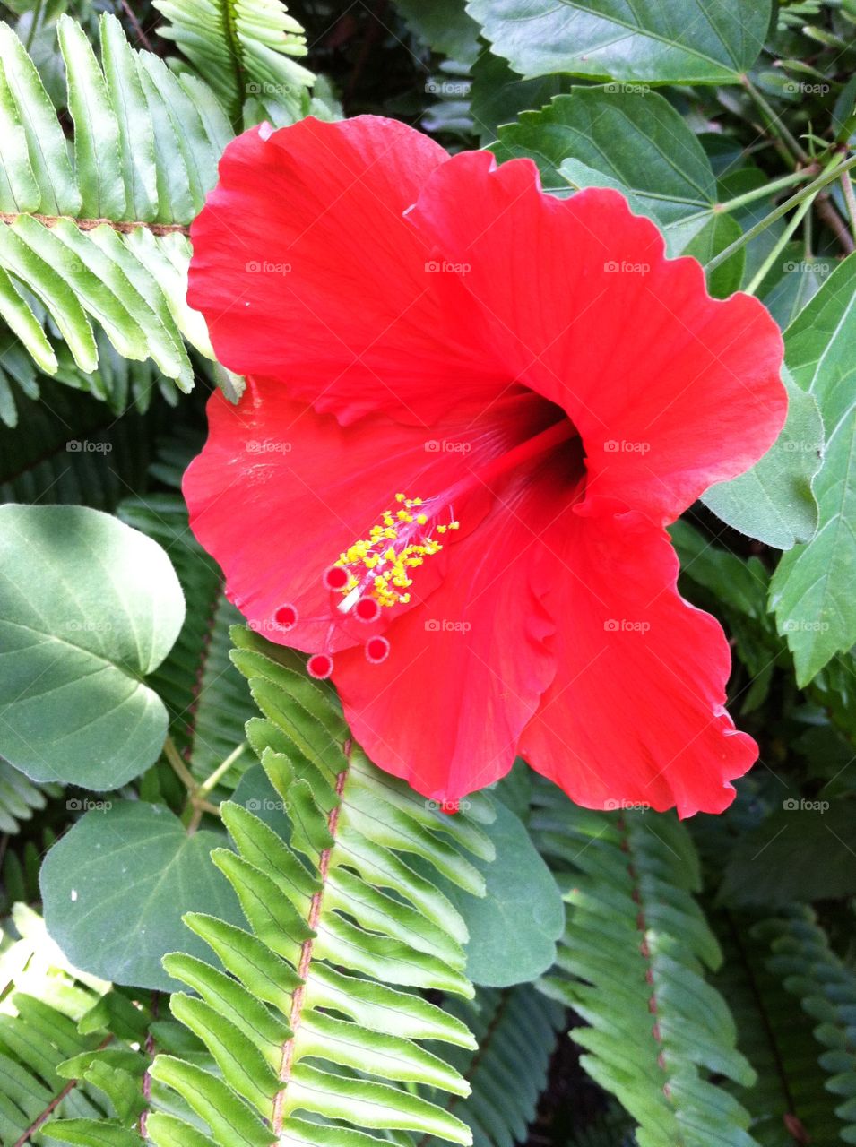 Big red flower . Beautiful red flower in the garden 