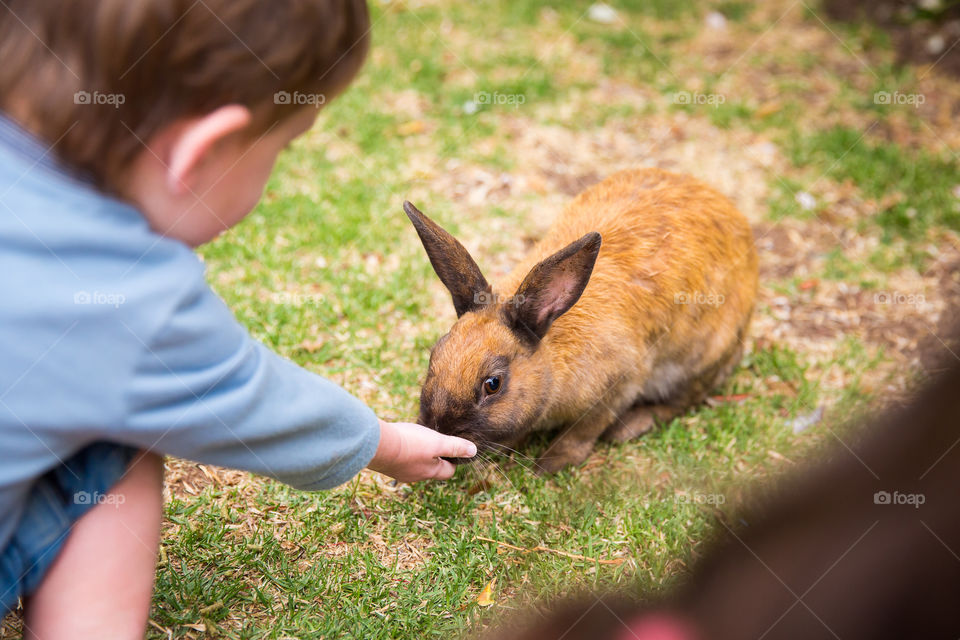 Love this moment when the bunny ate out of my boy's hand. Image of little boy feeding a rabbit.