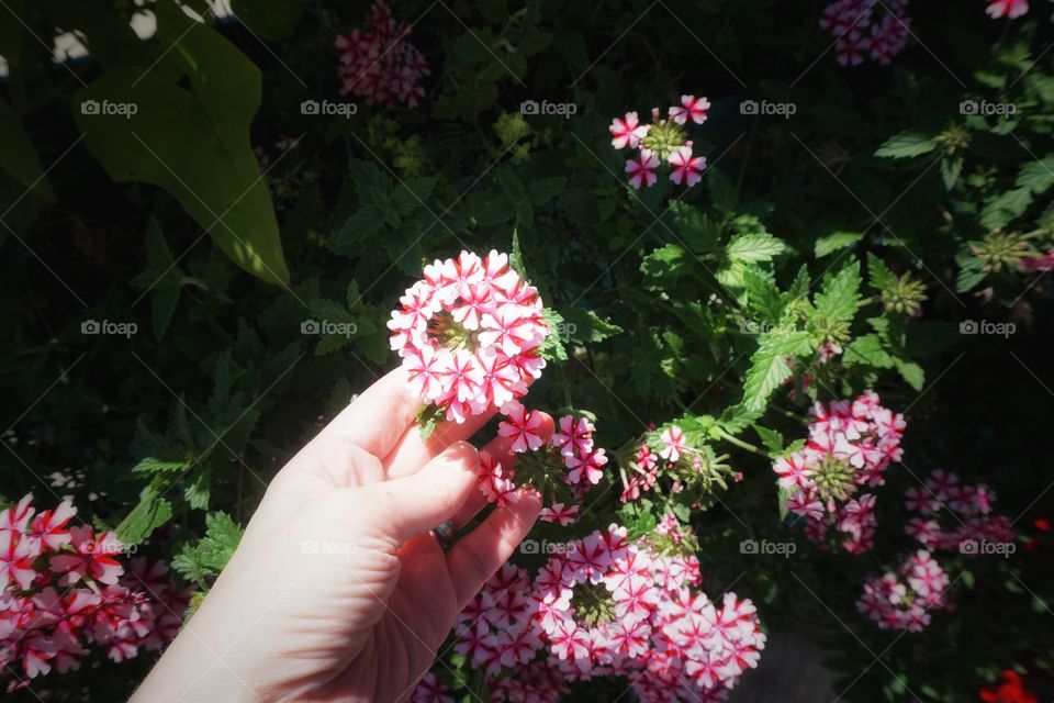 Tending to the Flowers