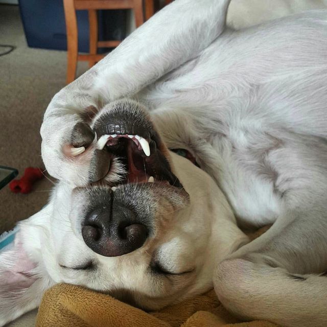Výsledek obrázku pro labrador belly rub