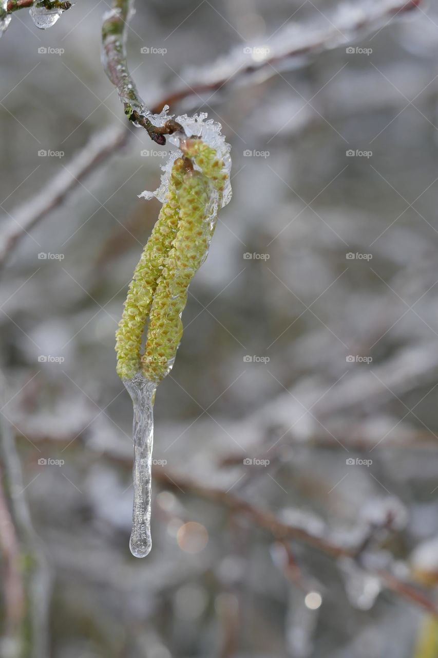 Frozen nature