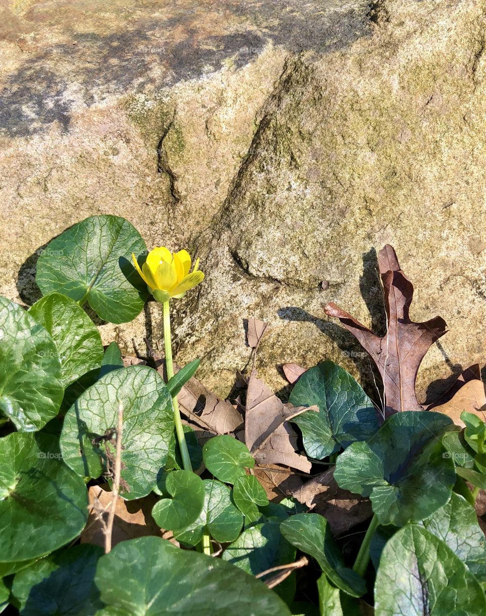 Springtime flower rising from autumn leaves 