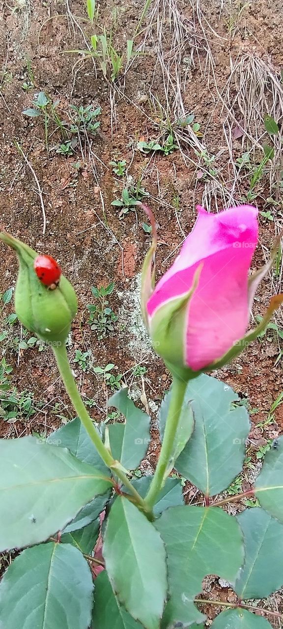 rose and ladybug in the