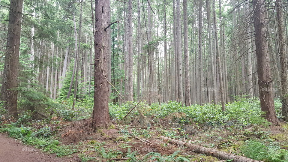 misty forest