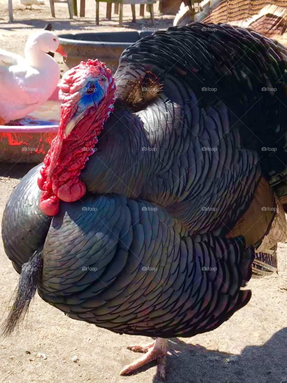 This guy pecked my son in the nose🤣