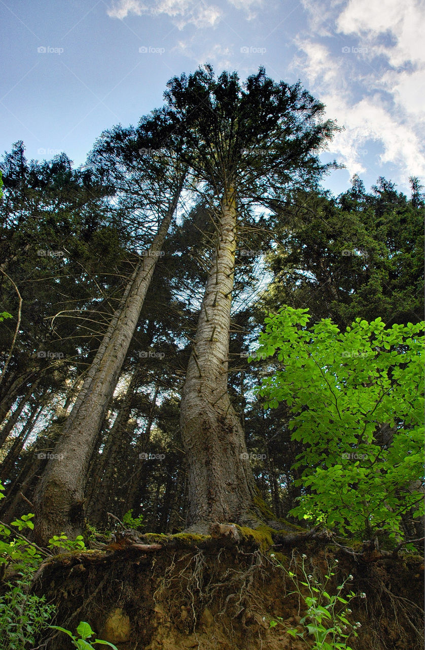 forest of North turkey