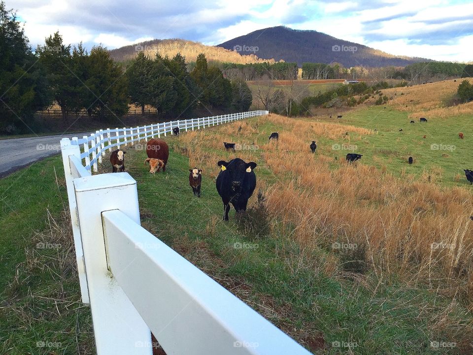 The Bull in the Background . A field of cows & a bull, grazing on beautiful rolling farm land