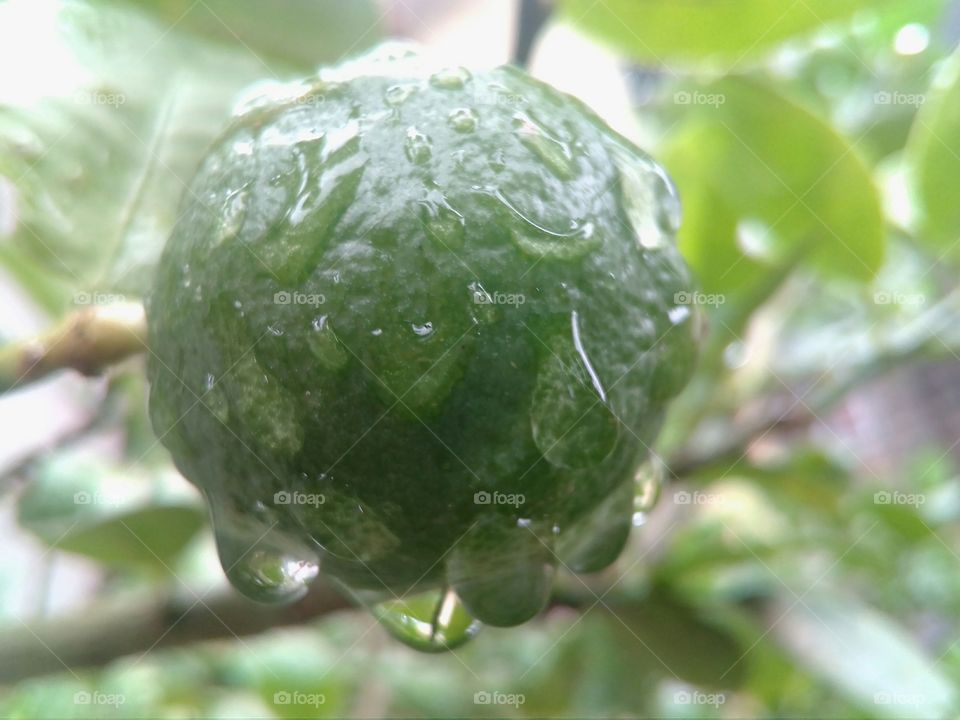 Rain drop's on the lemon fruit