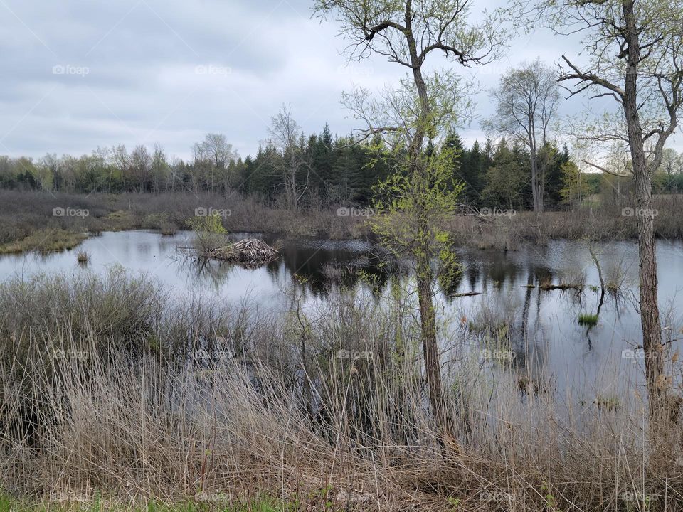 Beaver House Along the Bike Trail